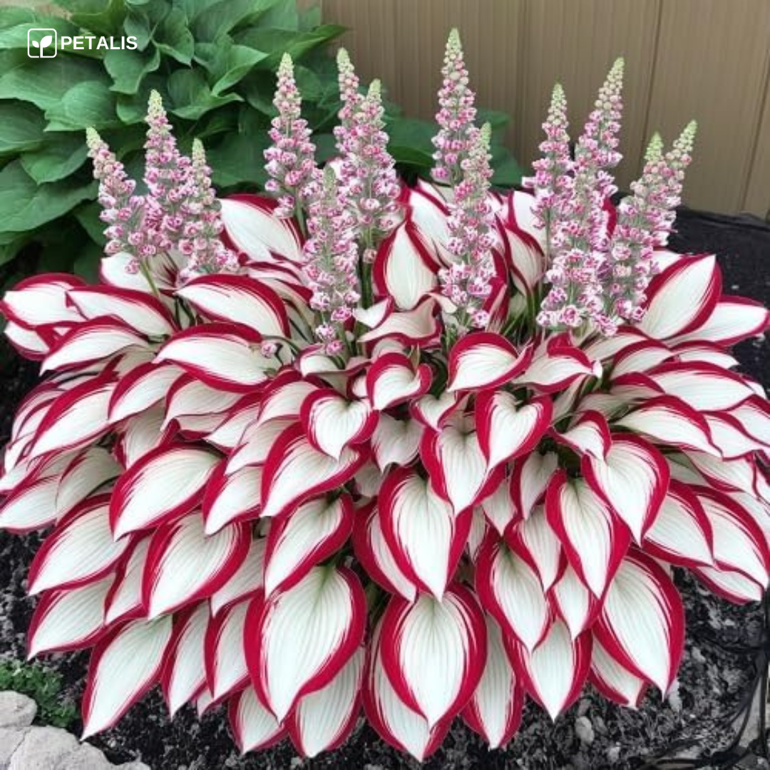 Sementes de planta exótica Petalis