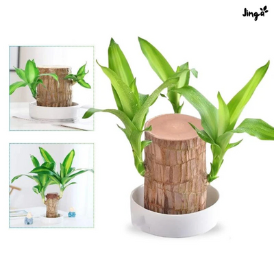 Planta da sorte Jinga