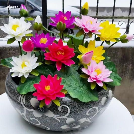 Sementes de flor de Lótus Petalis